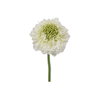 Fresh White Scabiosa Scoop | Elegant Pincushion Flower for Weddings & Luxury Florals