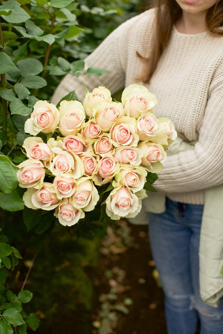 Frutteto Roses – Soft Pink with Green Outer Petals Wholesale Flowers | Farm Direct | Free Delivery