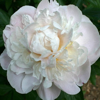 Blush Moonstone Fresh Cut Alaska Peonies – Grade AA Wholesale
