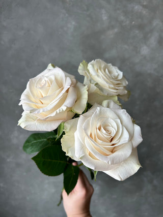 Giuliana Rose | Soft Ivory & Blush Cream Premium Roses | Farm Direct Wholesale | Free Shipping