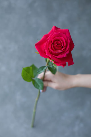 Premium Gotcha Rose – Bold Hot Pink & Magenta Wholesale Flowers | Farm Direct | Free Delivery