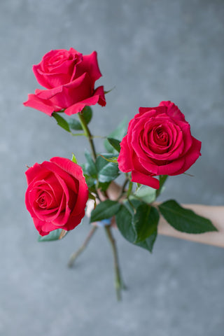 Premium Gotcha Rose – Bold Hot Pink & Magenta Wholesale Flowers | Farm Direct | Free Delivery