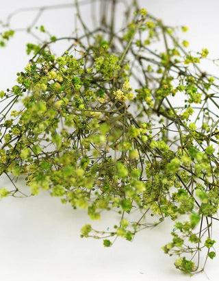 Gypsophilia Dried Natural Preserved