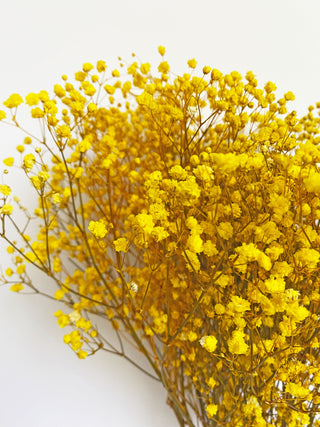 Gypsophilia Dried Natural Preserved