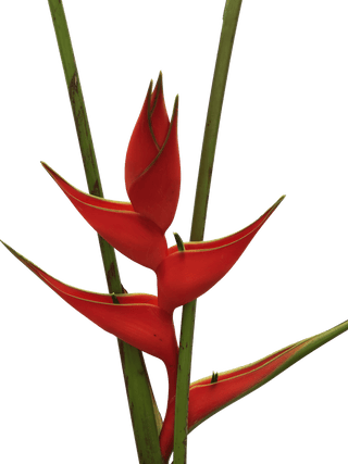 Heliconia Up Right Red Iris Tropical Flower (Fresh Cut) By Magic Flowers