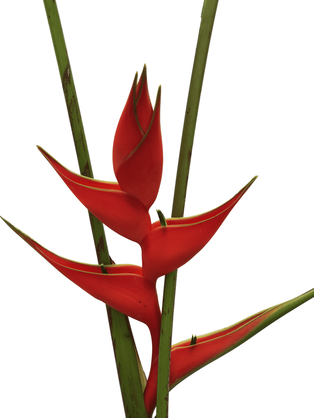 Heliconia Up Right Red Iris Tropical Flower (Fresh Cut) By Magic Flowers