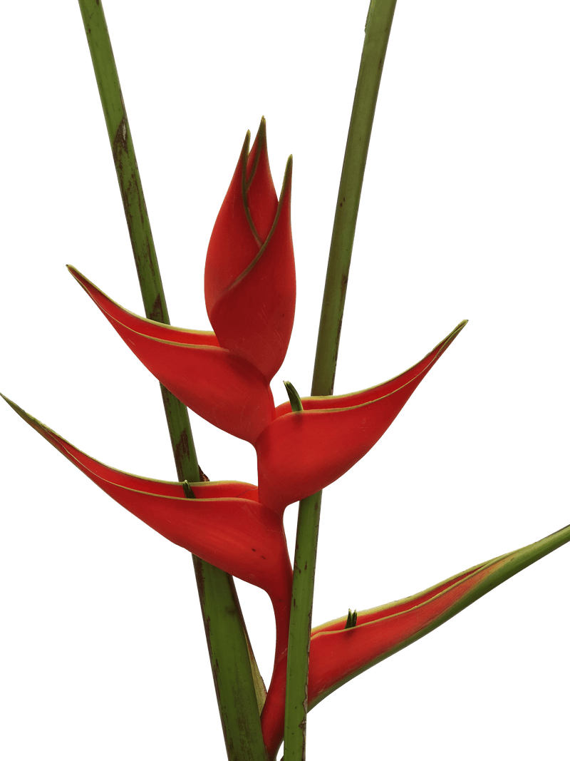 Heliconia Up Right Red Iris Tropical Flower (Fresh Cut) By Magic Flowers