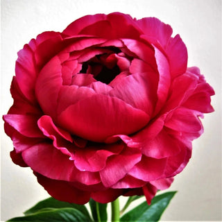 Old Faithful - Patagonia Peonies Flowers | Fresh-Cut Wholesale Peony (October - November - December)