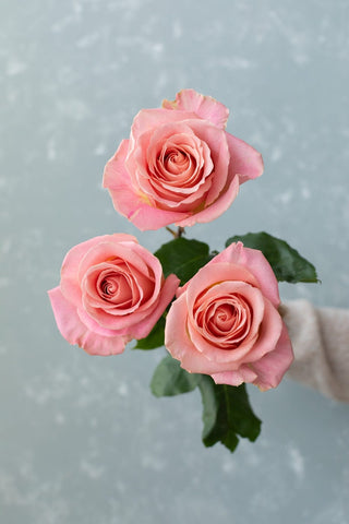 Hermosa Rose | Soft Pink with Peach Center Premium Roses | Farm Direct Wholesale | Free Shipping