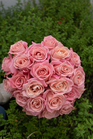 Hermosa Rose | Soft Pink with Peach Center Premium Roses | Farm Direct Wholesale | Free Shipping