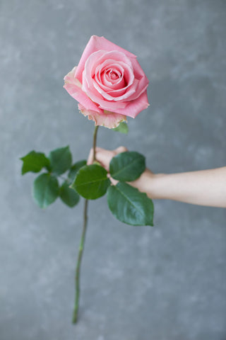 Hermosa Rose | Soft Pink with Peach Center Premium Roses | Farm Direct Wholesale | Free Shipping