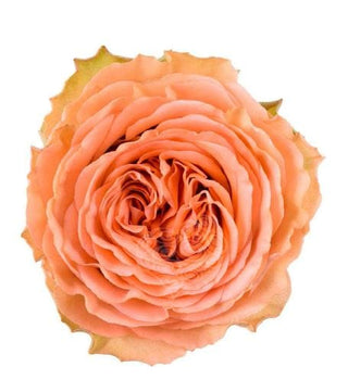 Country Home Peach Wedding Garden Rose