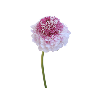 Fresh Strawberry Scabiosa Scoop | Two-Tone Pink Pincushion Flower for Weddings