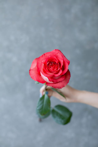 Iguazu Rose | Bicolor Red & White Premium Roses | Farm Direct Wholesale | Free Shipping