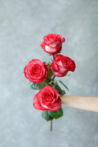 Iguazu Rose | Bicolor Red & White Premium Roses | Farm Direct Wholesale | Free Shipping