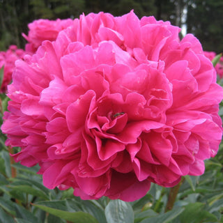 Shawnee Chief Fresh Cut Alaska Peonies – Field Run Wholesale