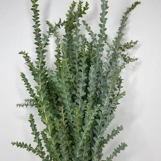 Knifeblade Acacia Whosale Foliage Greenery (Fresh Cut)