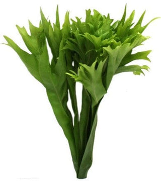 Lettuce Fern