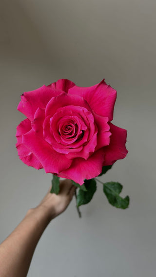 Level Up Rose | Vibrant Hot Pink & Fuchsia Premium Roses | Farm Direct Wholesale | Free Shipping