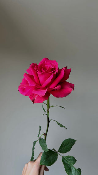 Level Up Rose | Vibrant Hot Pink & Fuchsia Premium Roses | Farm Direct Wholesale | Free Shipping