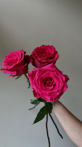 Level Up Rose | Vibrant Hot Pink & Fuchsia Premium Roses | Farm Direct Wholesale | Free Shipping