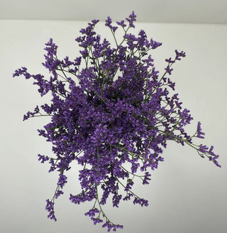 Limonium Blue Stream (Next Day)