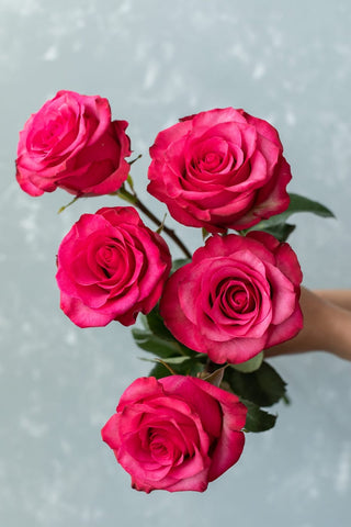 Lola Rose | Deep Hot Pink & Fuchsia Premium Roses | Farm Direct Wholesale | Free Shipping