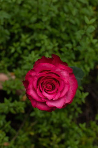 Lola Rose | Deep Hot Pink & Fuchsia Premium Roses | Farm Direct Wholesale | Free Shipping