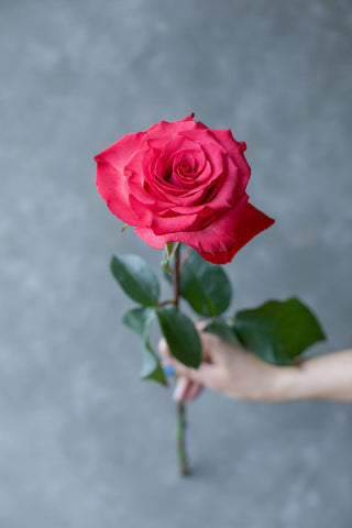 Lola Rose | Deep Hot Pink & Fuchsia Premium Roses | Farm Direct Wholesale | Free Shipping