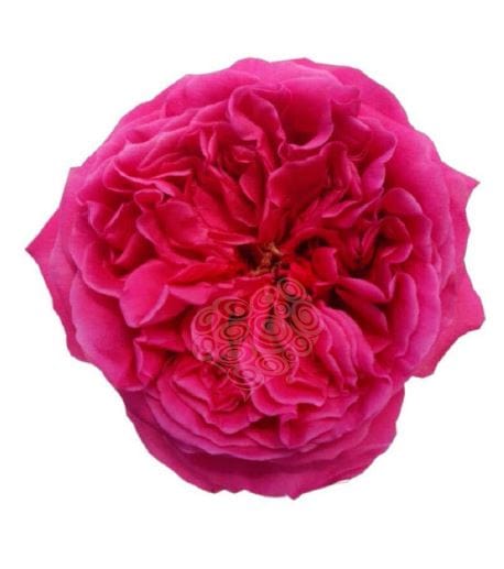 London Belle Garden Rose