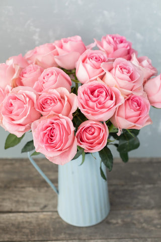 Luciano Rose | Classic Medium Pink Premium Roses | Farm Direct Wholesale | Free Shipping