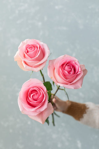 Luciano Rose | Classic Medium Pink Premium Roses | Farm Direct Wholesale | Free Shipping
