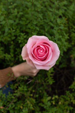 Luciano Rose | Classic Medium Pink Premium Roses | Farm Direct Wholesale | Free Shipping