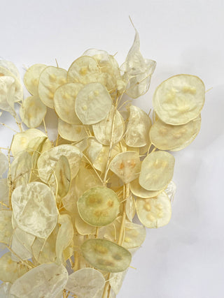 Lunaria Bleached Dried Natural Preserved