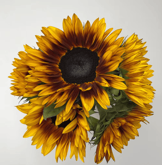 Mahogany Sunflower — USA Grown Fresh Cut Burgundy Sunflowers, California Wholesale