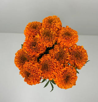 Marigold  Orange Whosale Foliage Greenery (Fresh Cut)