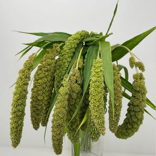 Millet Green Hanging Whosale Foliage Greenery (Fresh Cut)