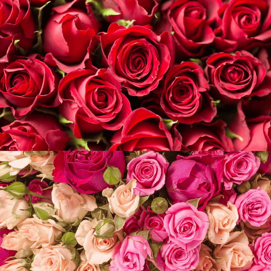 Valentine’s Red Rose Mix Bunches – Wholesale Fresh Cut Farm Direct