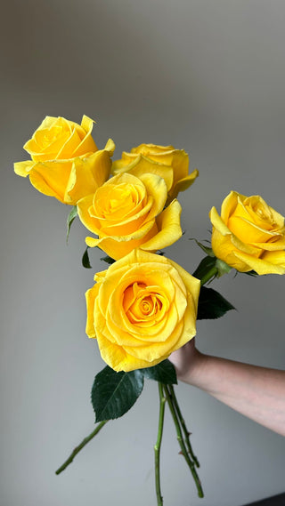 Momentum Rose | Vibrant Sunny Yellow Premium Roses | Farm Direct Wholesale | Free Shipping