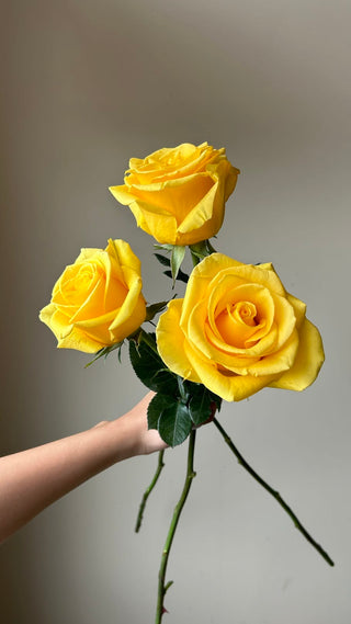 Momentum Rose | Vibrant Sunny Yellow Premium Roses | Farm Direct Wholesale | Free Shipping
