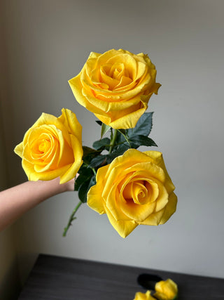 Momentum Rose | Vibrant Sunny Yellow Premium Roses | Farm Direct Wholesale | Free Shipping