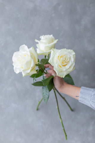 Mondial Rose | Classic Pure White Premium Roses | Farm Direct Wholesale | Free Shipping