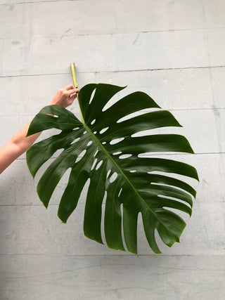 Monstera Medium Green