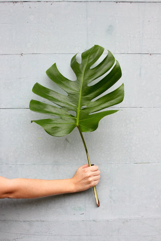 Monstera Small Green