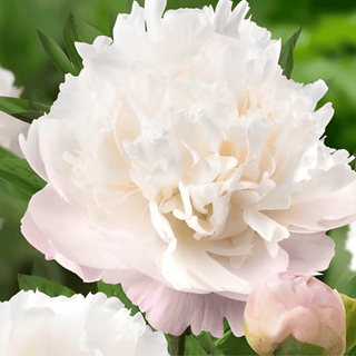 Moon Over Barrington - Patagonia Peonies Flowers | Fresh-Cut Wholesale Peony (October - November - December)