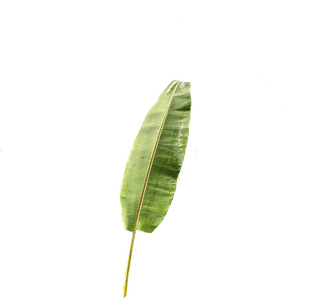 Musa Leaf