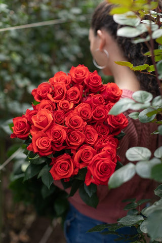 Nina Rose | Vibrant True Red Premium Roses | Farm Direct Wholesale | Free Shipping
