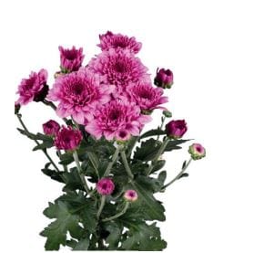 Purple Novelty Pompom Flower