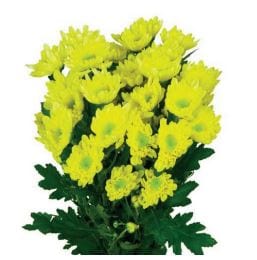 Yellow Novelty Pompom Flower