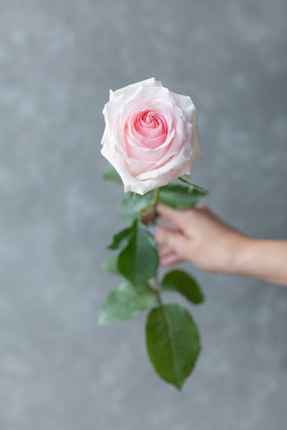 Nina Rose | Vibrant True Red Premium Roses | Farm Direct Wholesale | Free Shipping